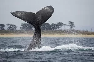 Images Dated 5th August 2015: Humpback Whale Fluke
