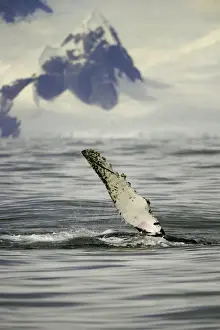 Whale Prints: Humpback whale, Grandidier Passage, Antarctic Pen
