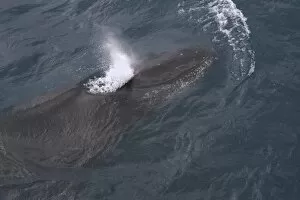 Images Dated 20th January 2013: Humpback Whale -Megaptera novaeangliae-, blowing, Gerlache Strait, Antarctic Peninsula, Antarctica