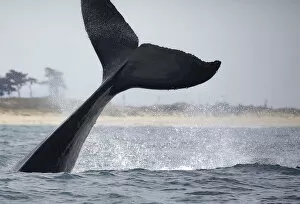 Aquatic Gallery: Humpback Whale Tail Lobs