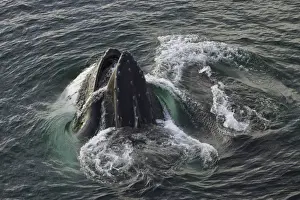 Whale Prints: Humpback whales feeding, Antarctic Peninsula