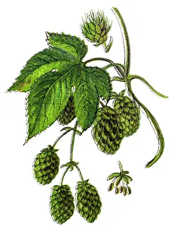 Humulus lupulus (common hop or hops)