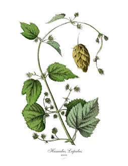 Images Dated 18th February 2019: Humulus lupulus, Hops Plants, Victorian Botanical Illustration