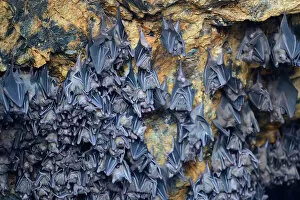 Large Group Of Animals Collection: Hundreds of bats in a cave above the altar, Temple of the Bats or Goa Lawah, Bali, Indonesia