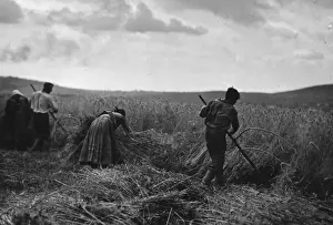 Hungarian Harvest