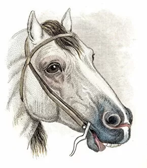 Images Dated 17th June 2015: Hungarian horse Engraving 1841