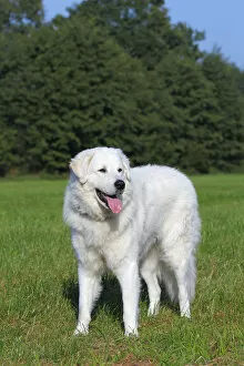 Images Dated 2nd October 2011: Hungarian Kuvasz -Canis lupus familiaris- male, guard dog