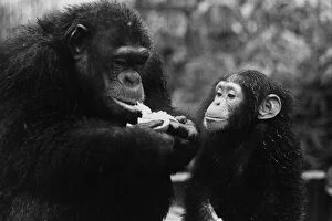 Images Dated 1st January 1975: Hungry Chimp