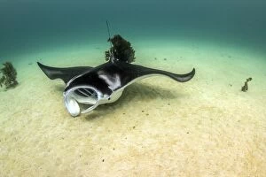 Images Dated 22nd February 2014: hungry mouth manta
