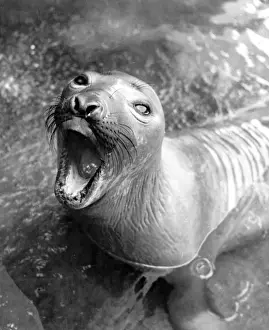 Mouth Prints: Hungry Seal