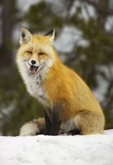 Images Dated 24th February 2015: The hungry smiling fox