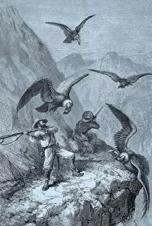 Birds Of Prey Collection: Hunters fighting with condors, 1888, Peru, Historical, digital reproduction of an original