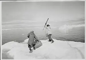 Walrus Prints: Hunters Harpooning A Walrus