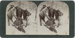 Images Dated 15th November 2011: Hunters With Moose