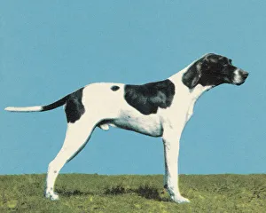 Blue Background Gallery: Hunting Dog