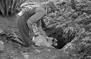 Working Anima Prints: Hunting Dog