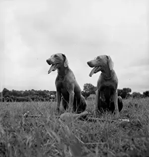 Rollei Prints: Hunting Dogs