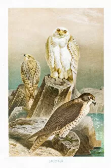 Engravings Gallery: Hunting falcon engraving 1892