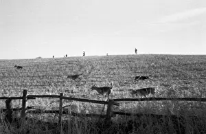 Working Animal Prints: Hunting Hounds
