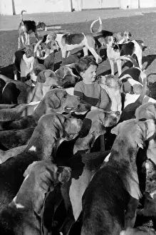 Hunting Hounds