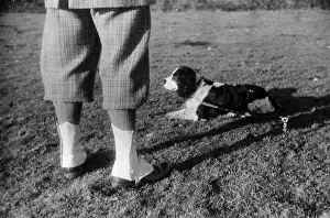 Hunting Spaniel