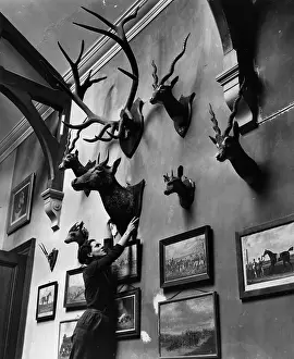Exhibitions And Displays Prints: Hunting Trophies
