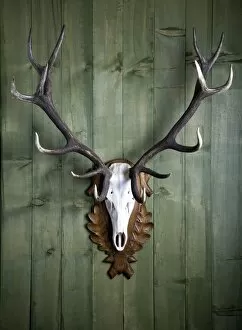 Hunt Gallery: Hunting trophy, 14-point-antlers, mounted red deer antlers on a wooden wall