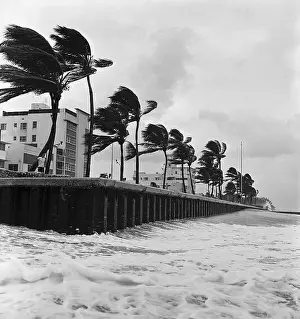 Hurricane Winds Blowing Palm Trees on Beach