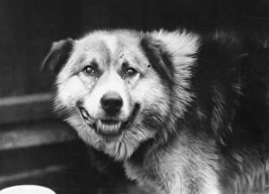 Sir Ernest Shackleton (1874-1922) Gallery: Husky Dog Chosen For Sir Ernest Shackletons Trans-Antarctic Expedition