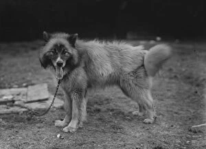 Images Dated 8th April 2019: Husky Dog Chosen For Sir Ernest Shackletons Trans-Antarctic Expedition