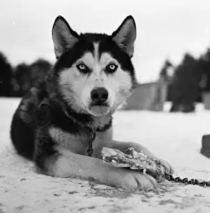 Pack Prints: Husky Lead Dog