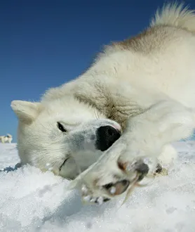 Iceland Gallery: Husky sled dog resting on glacier