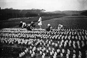 Hyacinth Field