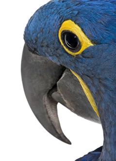 Beautiful Bird Species Gallery: Hyacinth Macaw (Anodorhynchus hyacinthinus) Collection
