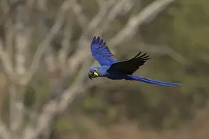 Hyacinth Macaw (Anodorhynchus hyacinthinus)