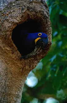 Tropical Bird Prints: Hyacinth macaw (Anodorhynchus hyacinthus) in tree hole, Brazil