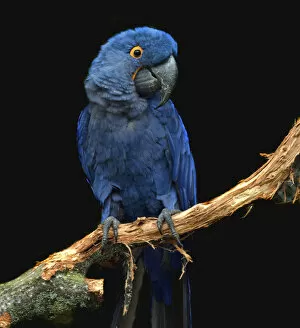 Images Dated 2nd November 2010: Hyacinth Macaw at Chester Zoo