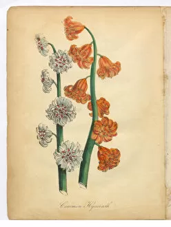 Images Dated 14th July 2015: Hyacinth Victorian Botanical Illustration
