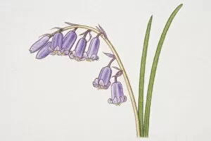 Hyacinthoides non-scripta, Bluebell, side view