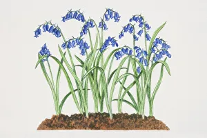 Images Dated 29th June 2006: Hyacinthoides non-scripta, Bluebells growing in soil