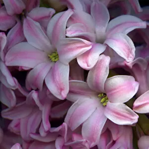 Hyacinths in pink