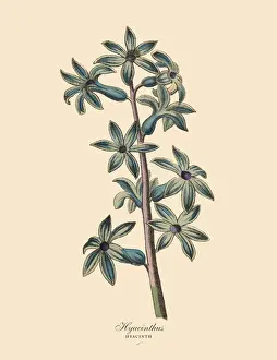Prints of Very Rare, Beautifully Illustrated Antique Engraved Victorian Botanical Illustration of Hyacinthus or Hyacinth Plants, Victorian Botanical Illustration Plate 58 The Book Of Practical Botany Prints: Hyacinthus or Hyacinth Plants, Victorian Botanical Illustration