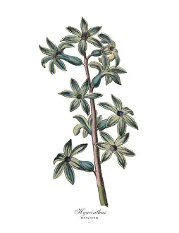 Hyacinthus or Hyacinth Plants, Victorian Botanical Illustration