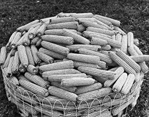 Corn Prints: Hybrid Corn