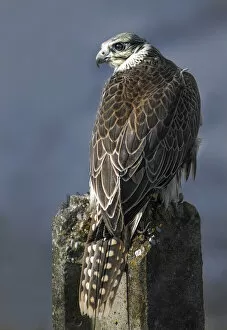 Images Dated 28th August 2013: Hybrid falcon