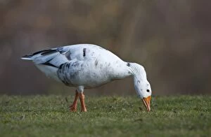 Images Dated 5th March 2011: Hybrid between Greylag or Graylag goose -Anser anser- and Domestic goose, Stuttgart