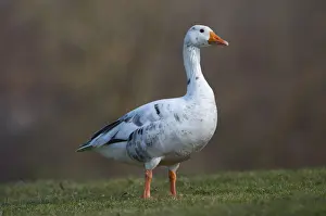 Anserini Prints: Hybrid between Greylag or Graylag goose -Anser anser- and Domestic goose