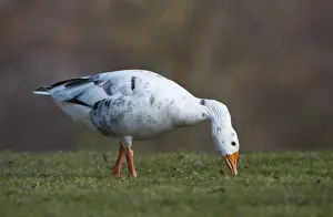 Goose Prints: Hybrid between Greylag or Graylag goose -Anser anser- and Domestic goose