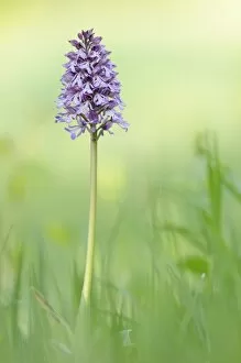 Images Dated 5th May 2011: Hybrid of Lady orchid -Orchis purpurea- and Military Orchid -Orchis militaris-