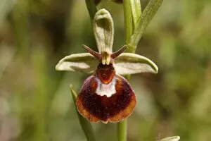 Images Dated 7th May 2011: Hybrid of a Spider Orchid and a Bumblebee Orchid -Ophrys sphegodes x Ophrys holoserica-, flower